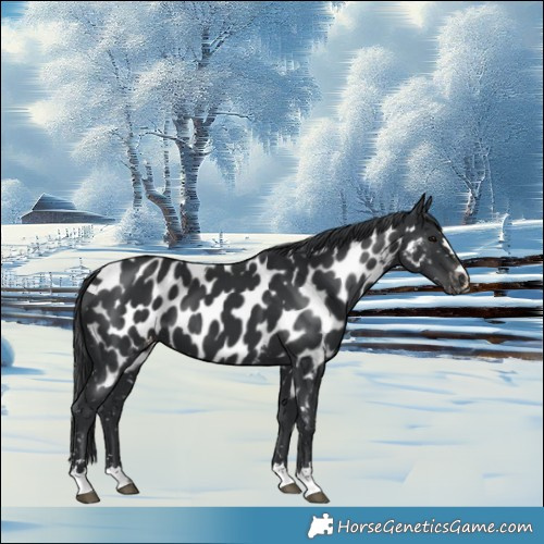 Horse Color:Black Near Leopard 