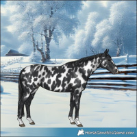 Horse Color:Black Appaloosa