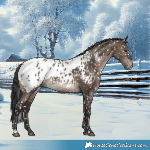 Horse Color:Brown Dun Blanket 