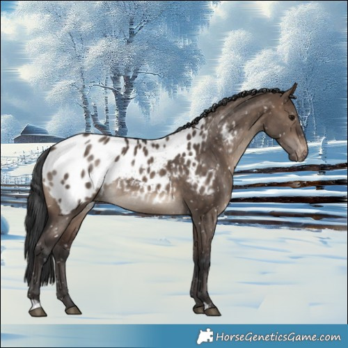 Horse Color:Brown Dun Appaloosa 
