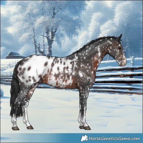 Horse Color:Brown Sabino Blanket 