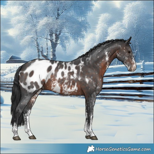 Horse Color:Brown Sabino Appaloosa 