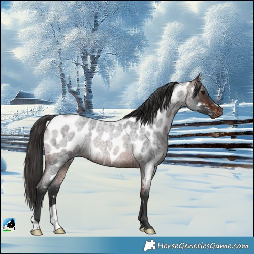 Horse Color:Brown Roan Near Leopard Rabicano