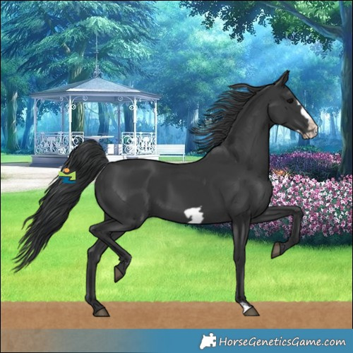 Horse Color:Black Frame 