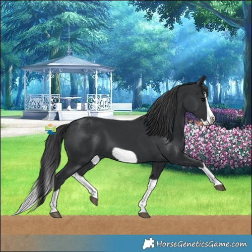 Horse Color:Black Splash Frame 