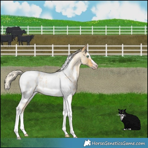Horse Color:Gray Silver Amber Cream Champagne Roan Dun Splash Tobiano Frame Near Leopard Rabicano 