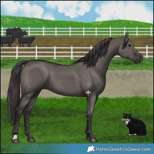 Horse Color:Smoky Grullo 