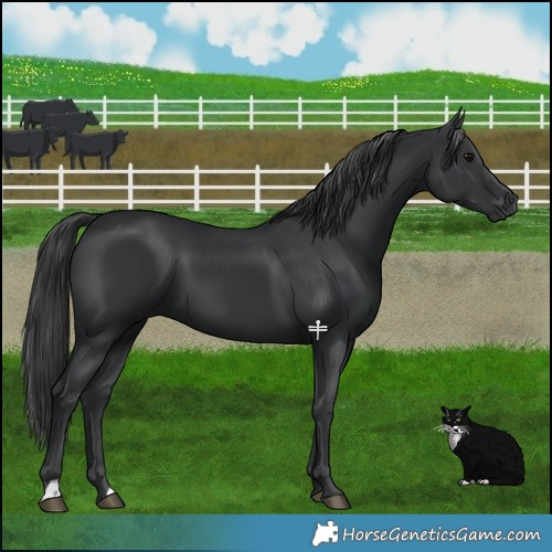 Horse Color:Black 