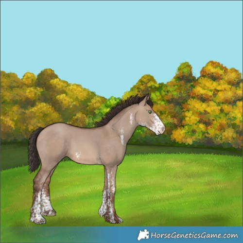 Horse Color:Sable Champagne Dun Sabino 