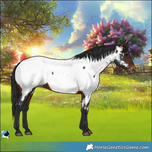 Horse Color:Brown Appaloosa 