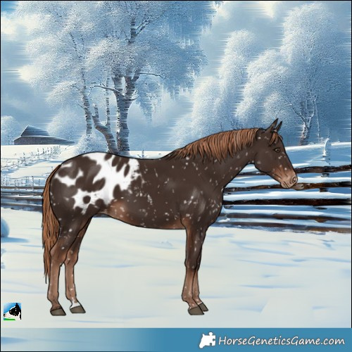 Horse Color:Liver Chestnut Blanket
