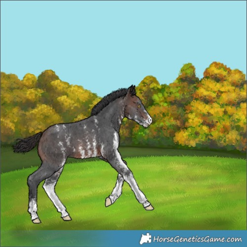 Horse Color:Brown Sabino 