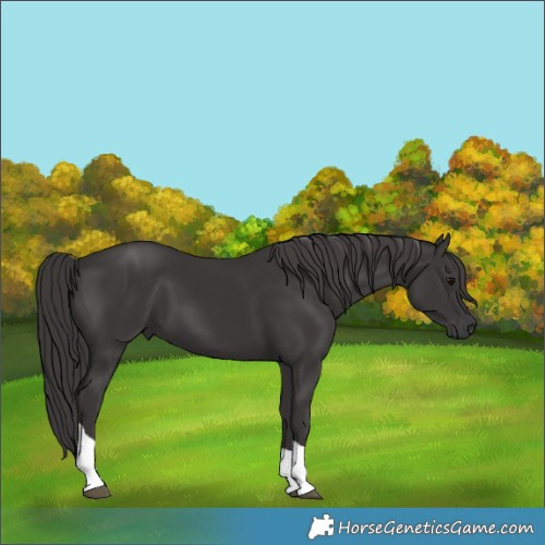 Horse Color:Smoky Black Tobiano 