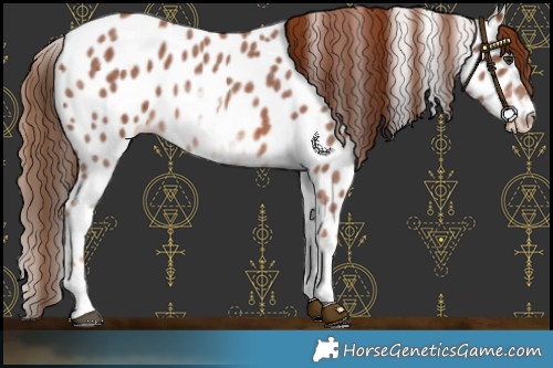 Horse Color:White Spotted Chestnut Sabino Near Leopard 