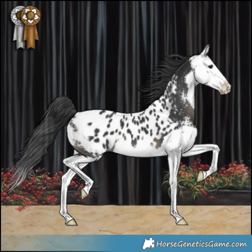 Horse Color:Black Sabino Splash Appaloosa