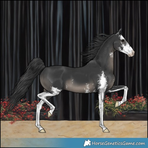 Horse Color:Black Sabino 