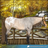 Horse Color:Buckskin Roan Blanket 
