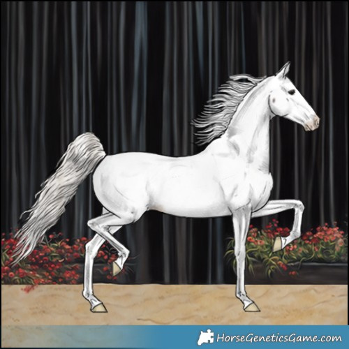Horse Color:Silver Black Appaloosa 