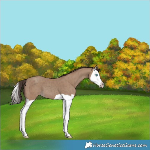 Horse Color:Classic Champagne Splash 