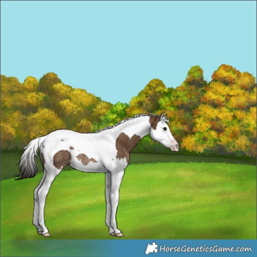 Horse Color:Gray Classic Champagne Splash Tobiano Rabicano 