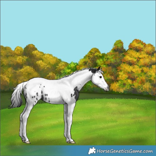 Horse Color:Gray Black Splash Tobiano Near Leopard Rabicano 