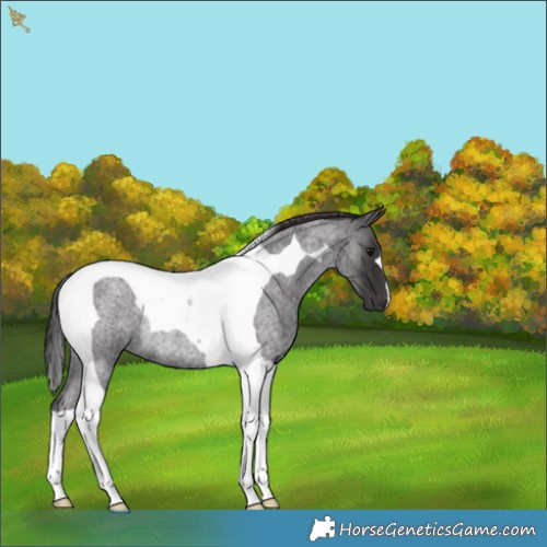 Horse Color:Smoky Blue Roan Tobiano Rabicano