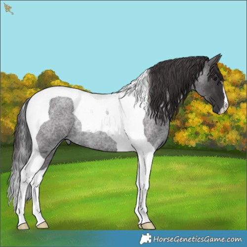 Horse Color:Smoky Blue Roan Tobiano Rabicano