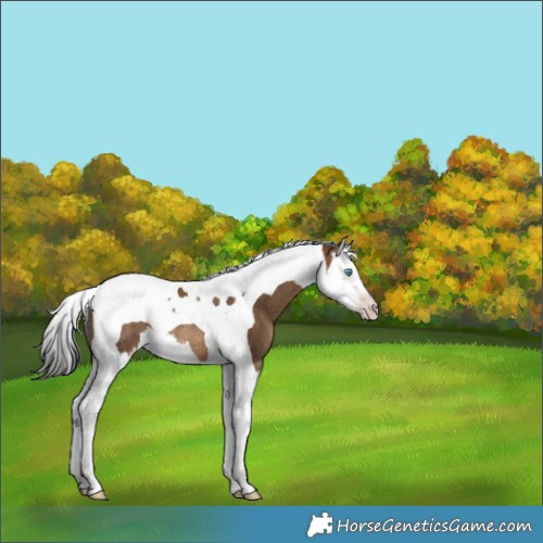 Horse Color:Gray Amber Champagne Splash Tobiano Rabicano 