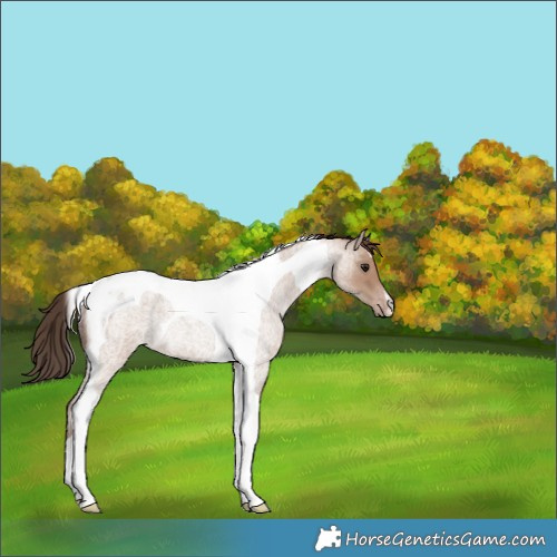 Horse Color:Classic Champagne Roan Tobiano Rabicano