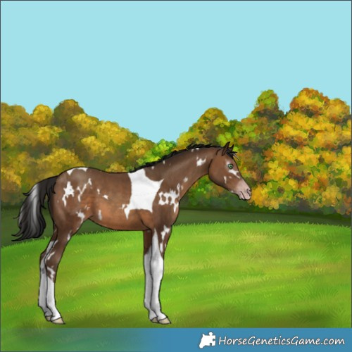 Horse Color:Gray White Spotted Sable Champagne Tobiano 