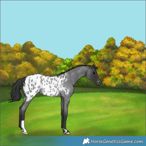 Horse Color:Blue Roan Near Leopard Rabicano 