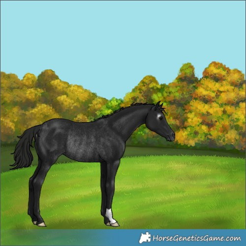 Horse Color:Gray Black Rabicano 