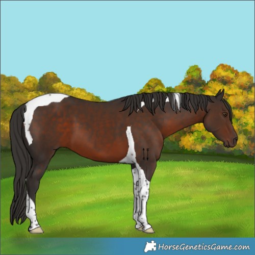 Horse Color:Liver Chestnut Tobiano 