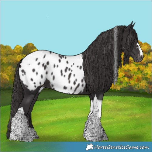 Horse Color:Smoky Black Tobiano Appaloosa 