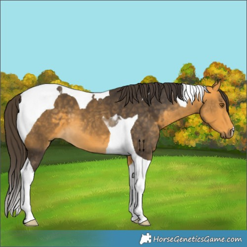 Horse Color:Buckskin Tobiano 
