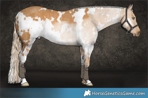 Horse Color:White Spotted Palomino Rabicano 
