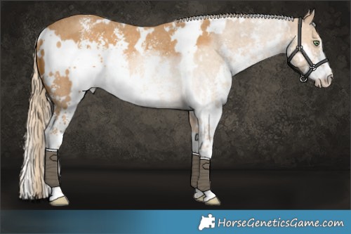 Horse Color:White Spotted Palomino Sabino Rabicano