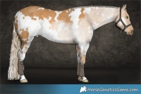 Horse Color:White Spotted Palomino Rabicano