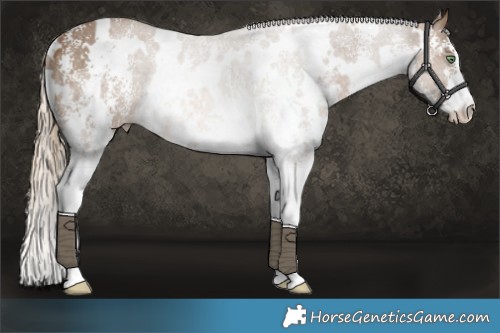 Horse Color:White Spotted Chocolate Palomino Sabino Rabicano 