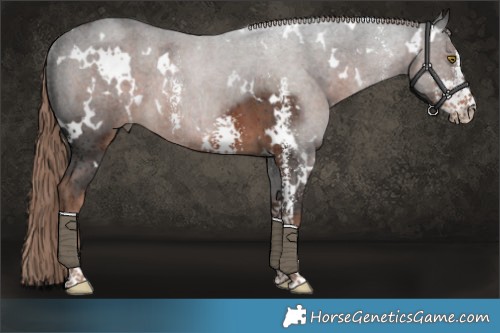 Horse Color:White Spotted Liver Chestnut Sabino Rabicano