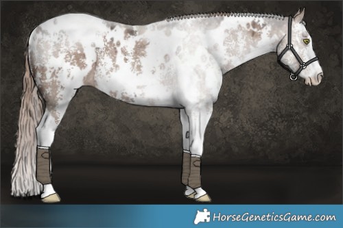 Horse Color:White Spotted Liver Red Dun Sabino Rabicano Brindle 