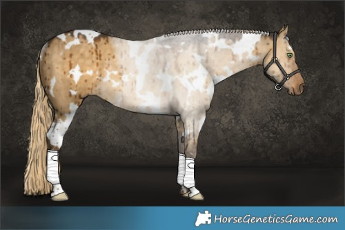 Horse Color:White Spotted Chocolate Palomino Dun Rabicano Brindle 