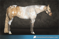 Horse Color:White Spotted Chocolate Palomino Dun Rabicano Brindle 