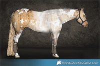Horse Color:White Spotted Chocolate Palomino Dun Rabicano Brindle