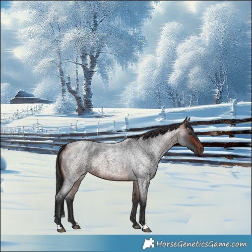 Horse Color:Bay Roan Rabicano