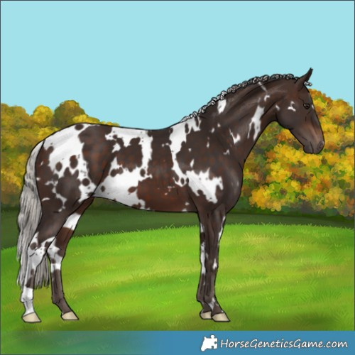 Horse Color:White Spotted Silver Brown 