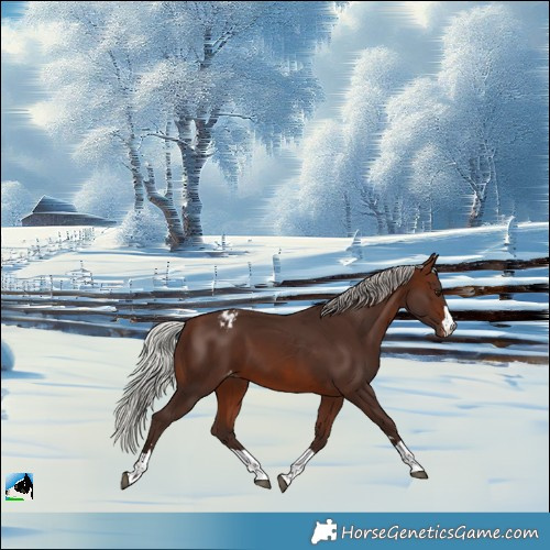 Horse Color:Silver Brown Varnish