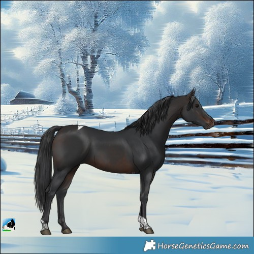 Horse Color:Brown Tobiano 