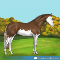 Horse Color:Chocolate Palomino Splash 