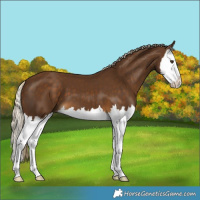 Horse Color:Chocolate Palomino Splash